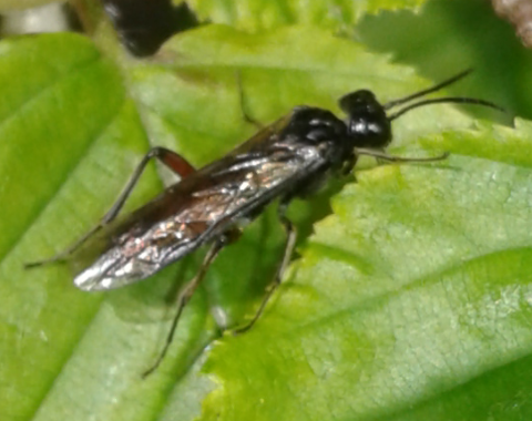 Tenthredinidae da ID: prob. Allantus sp.